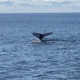 Whale tail Whale tail