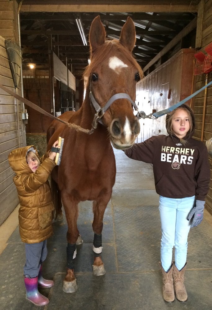 Merkeb Equine Sports - equestrian in Hummelstown, PA