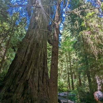 Jedediah Smith Redwoods State Park - Parks Near Me