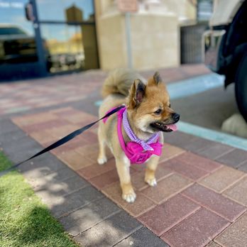 Clip-N-Tails - Leaving clip n tails - Pet Groomers Near Me - North Las Vegas, Nevada Clip-N-Tails - Leaving clip n tails - Pet Groomers Near Me - North Las Vegas, Nevada