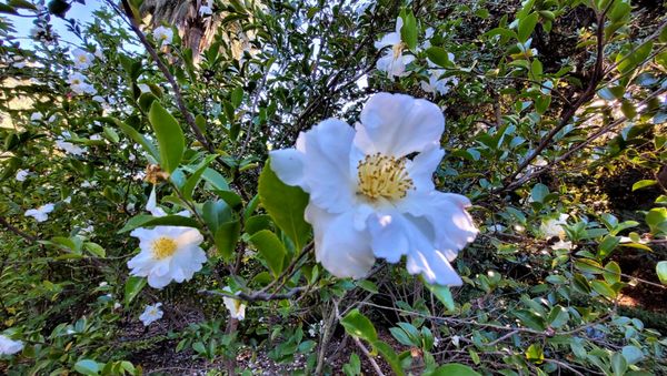 Shinn Historical Park and Arboretum by null