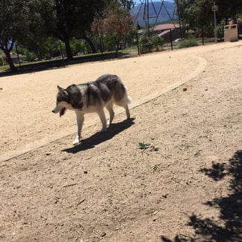 Jeffrey Fontana Park - Chloe in the big dog park - Dog Parks Near Me - San Jose, California Jeffrey Fontana Park - Chloe in the big dog park - Dog Parks Near Me - San Jose, California