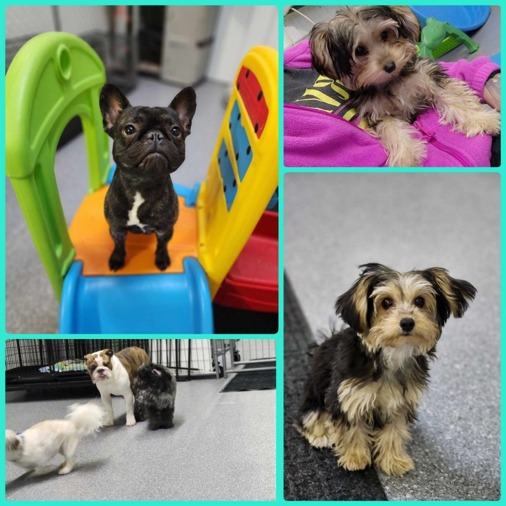 Lacy's Struttin Mutts - pet boarding facility in Tea, SD