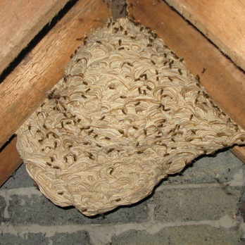Bee Control Northwest - Pest Control Near Me - Portland, Oregon