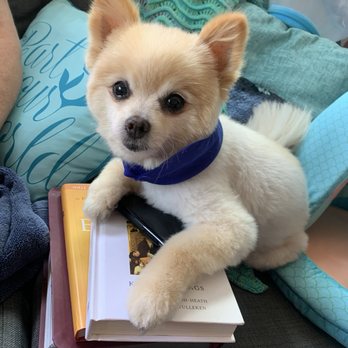 Wag Your Tail - Our late Pomeranian Pancakes, after a groom - Pet Groomers Near Me - Lakewood, California
