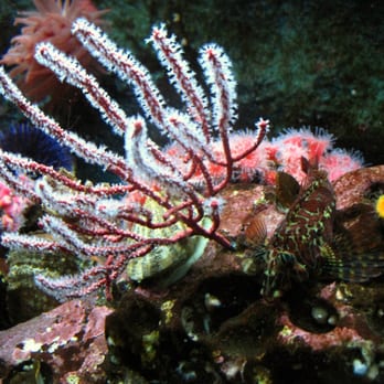 Seattle Aquarium - Aquariums Near Me - Seattle, Washington Seattle Aquarium - Aquariums Near Me - Seattle, Washington