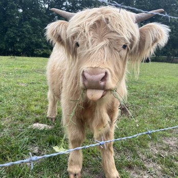 Little Tail Farms - A highland cutie eating her bouquet - Vacation Rentals Near Me - Dunlap, Tennessee Little Tail Farms - A highland cutie eating her bouquet - Vacation Rentals Near Me - Dunlap, Tennessee