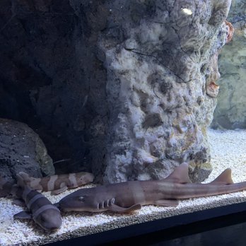 香港海洋公園 - Sharks - Aquariums Near Me - Hong Kong, HK