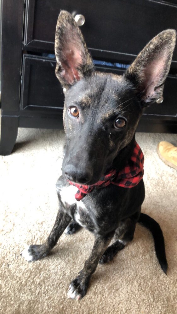 TEXAS HUMANE HEROES 13 Photos & 11 Reviews 5501 S Clear Creek Rd