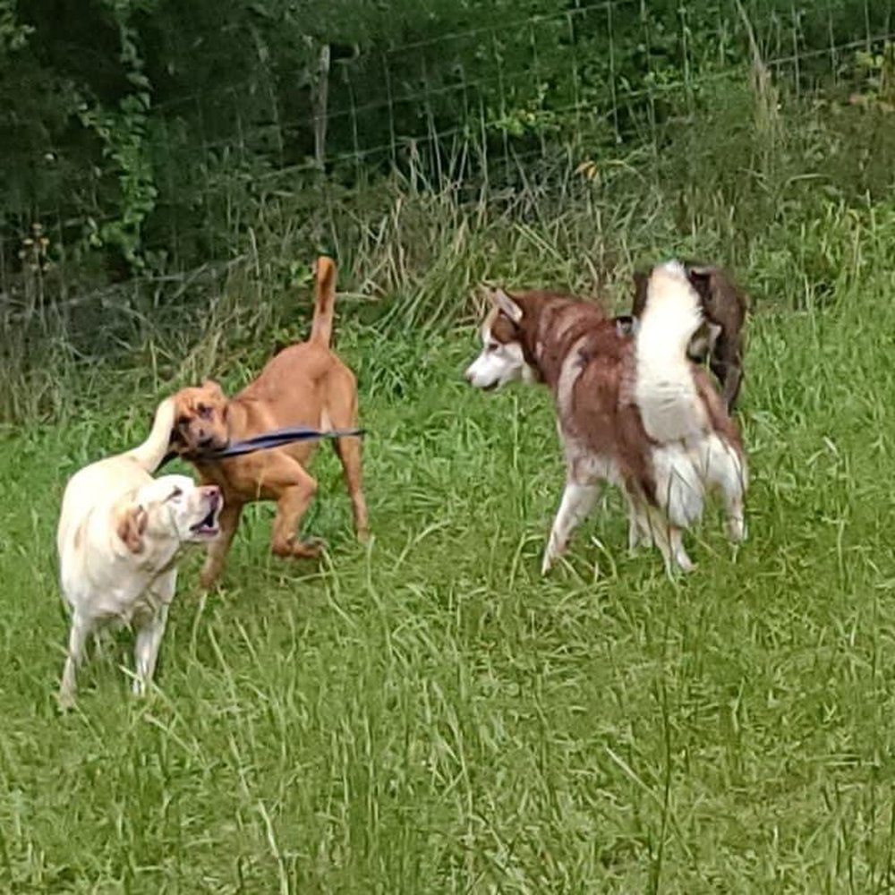Sutton Place Pet Boarding - Here is is playing and having a good time with the other fur babies - Pet Groomers Near Me - Bluefield, West Virginia Sutton Place Pet Boarding - Here is is playing and having a good time with the other fur babies - Pet Groomers Near Me - Bluefield, West Virginia