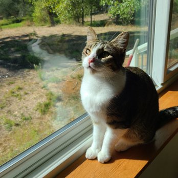 Itsie Bitsie Rescue - Community Service/Non-Profit Near Me