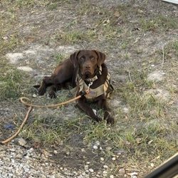 Dublin Hound Cigars - My service dog Jake