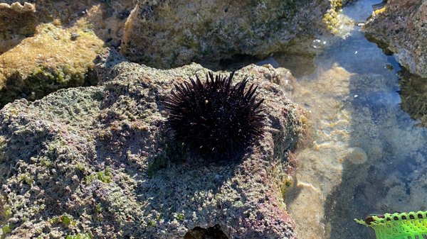 Sandspur Beach by null