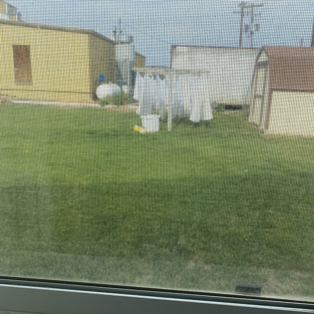 Linens being dried Linens being dried