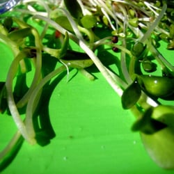 Farmers Market - Sunflower sprouts