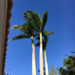 United Tree International