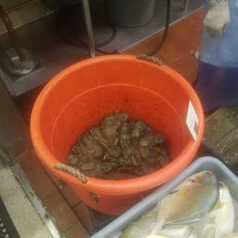 Sun Sang Supermarket - Live bullfrogs - ready to fry....yummi! - Grocery Near Me - Oakland, California Sun Sang Supermarket - Live bullfrogs - ready to fry....yummi! - Grocery Near Me - Oakland, California
