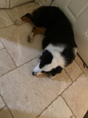 4 legged friends daycare and boarding