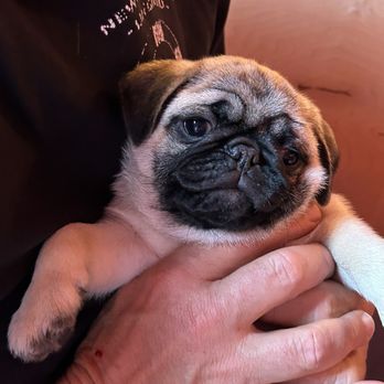 Cuppa Pug - CuppaPug - Themed Cafes Near Me - Escondido, California Cuppa Pug - CuppaPug - Themed Cafes Near Me - Escondido, California