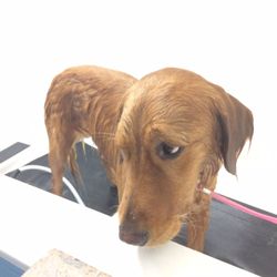 Sloppy Dog Wash - He's such a good boy