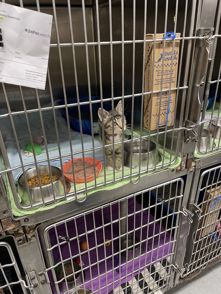 HUMANE SOCIETY OF HOBART Updated September 2024 12 Reviews 2054 E