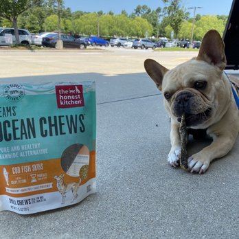Hollywood Feed - Handsome Harry enjoying his new fish skins out front of the store. - Pet Stores Near Me - Raleigh, North Carolina Hollywood Feed - Handsome Harry enjoying his new fish skins out front of the store. - Pet Stores Near Me - Raleigh, North Carolina