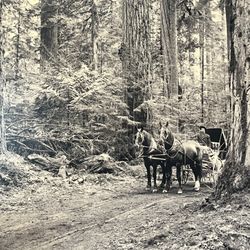 Northwest Carriage Museum - In the forest over 100 years ago