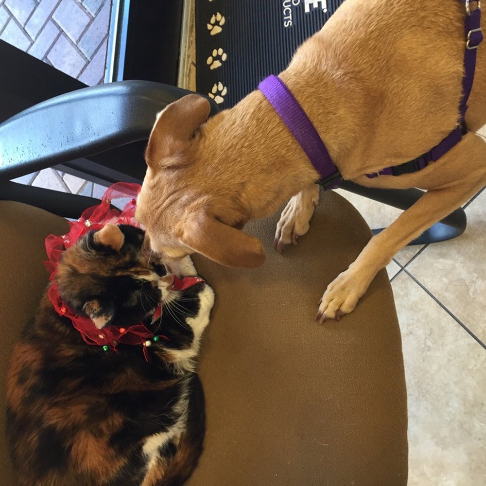 West Boca Veterinary Center - Vet office CAT that Winston made friends with. - Veterinarians Near Me - Boca Raton, Florida West Boca Veterinary Center - Vet office CAT that Winston made friends with. - Veterinarians Near Me - Boca Raton, Florida