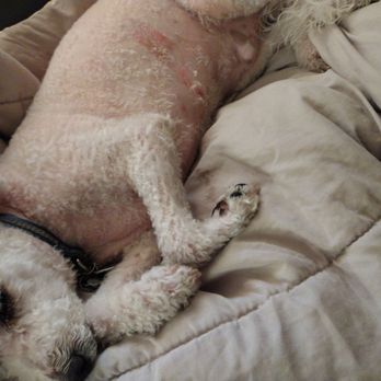 PetSmart - In the picture is the scars and abuse he insured during his grooming - Pet Groomers Near Me - Pelham, New York PetSmart - In the picture is the scars and abuse he insured during his grooming - Pet Groomers Near Me - Pelham, New York