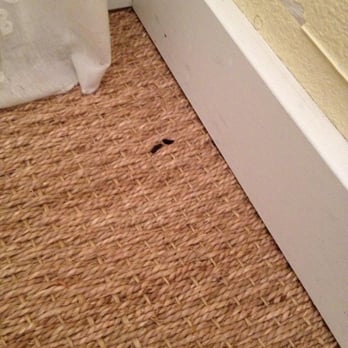 Poop On The Floor Yelp