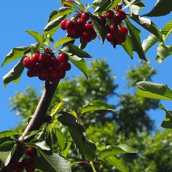 Chavez U-Pick Cherries - Cherries - Pick Your Own Farms Near Me - Brentwood, California Chavez U-Pick Cherries - Cherries - Pick Your Own Farms Near Me - Brentwood, California
