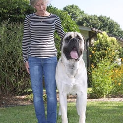 Oh Behave Dog School - Reuben And Candee