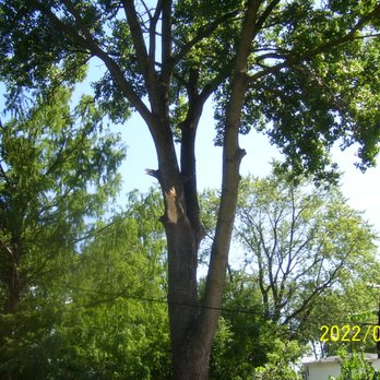 Brown Bear Tree Service - The Cotton Wood with only six branches cut by Brown Bear Tree Service, and look at that rip in the tree branch, like they rips it's arm off. - Tree Services Near Me Brown Bear Tree Service - The Cotton Wood with only six branches cut by Brown Bear Tree Service, and look at that rip in the tree branch, like they rips it's arm off. - Tree Services Near Me
