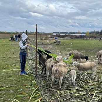 Scholls Ferry Farm - My son feeding the sheepies - Pumpkin Patches Near Me - Hillsboro, Oregon Scholls Ferry Farm - My son feeding the sheepies - Pumpkin Patches Near Me - Hillsboro, Oregon