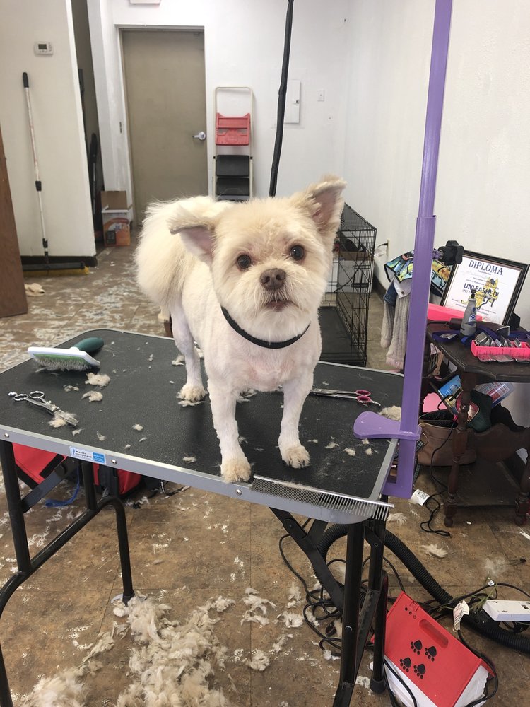 FREEDOM DOG SPA 3130 S Blvd, Edmond, Oklahoma Pet Groomers Phone