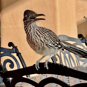 TATUM RANCH GOLF CLUB - Updated November 2025 - 51 Photos & 19 Reviews ...