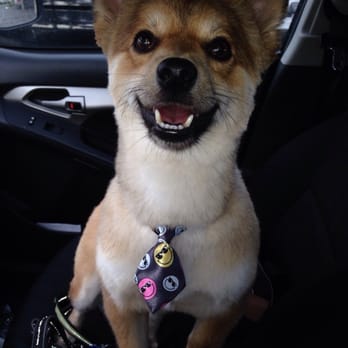 Doggie Couture - My doggy Kuya! - Pet Groomers Near Me - Rancho Cucamonga, California Doggie Couture - My doggy Kuya! - Pet Groomers Near Me - Rancho Cucamonga, California