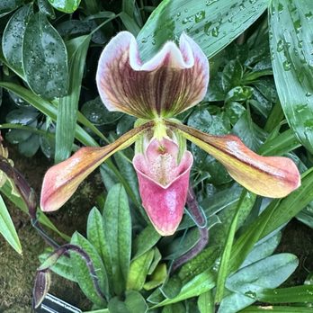 Missouri Botanical Garden - Orchid - Botanical Gardens Near Me - Saint Louis, Missouri