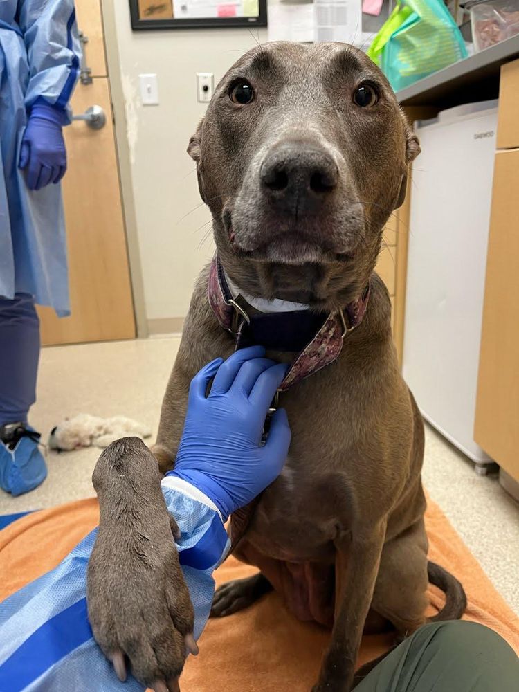 SOUTHERN COLORADO VETERINARY INTERNAL MEDICINE Updated September 2024