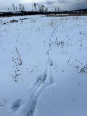 Jackson Hole EcoTour Adventures by null