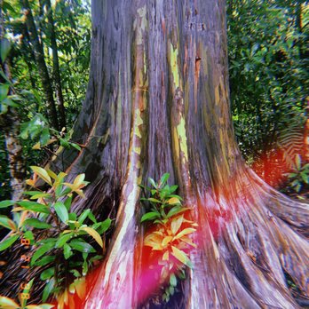 Temptation Tours - Rainbow Eucalyptus - Tours Near Me - Kahului, Hawaii Temptation Tours - Rainbow Eucalyptus - Tours Near Me - Kahului, Hawaii