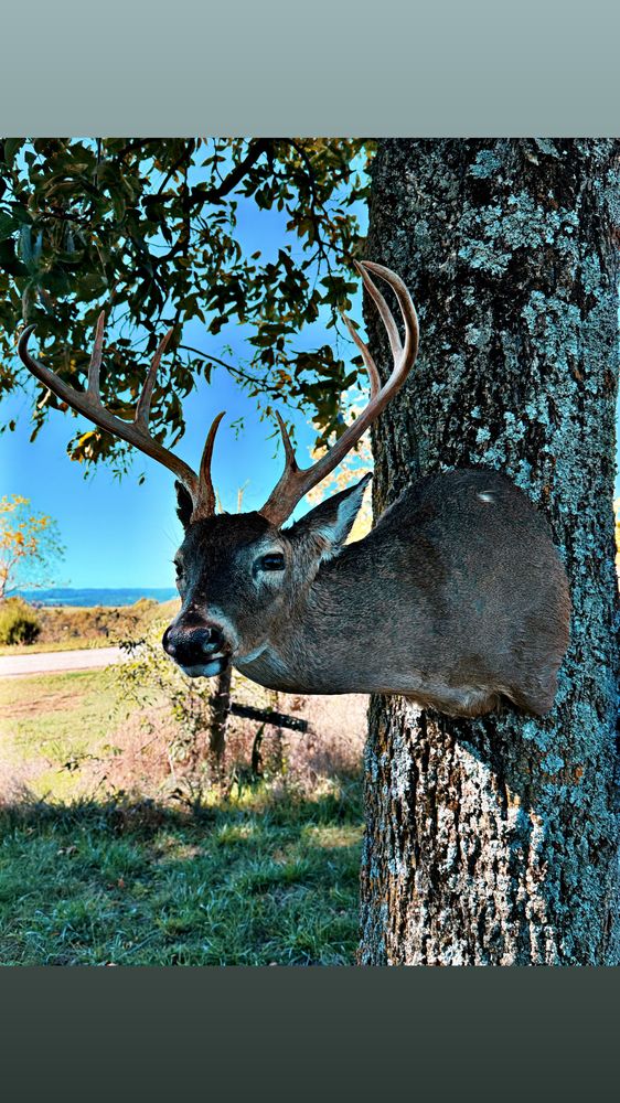 Long Creek Taxidermy - taxidermy in Omaha, AR