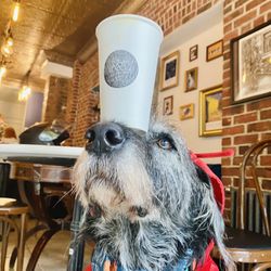 Art Collective Cafe - Art Collective Cafe is dog-friendly and features AMAZING pastries by a Food Network award winning pastry chef!