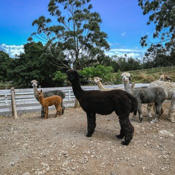Maui Alpaca - The ladies - Attraction Farms Near Me - Makawao, Hawaii Maui Alpaca - The ladies - Attraction Farms Near Me - Makawao, Hawaii