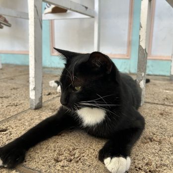 Seaside Cafe - Ernest the cat - Pizza Near Me - Key West, Florida