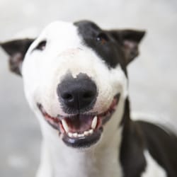 Mission Underdog Group - Rosie is part of the MUG pack! Bring your dog in to play with her