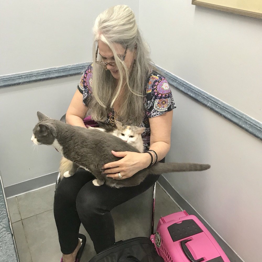 Tuckahoe Veterinary Hospital - Feline a little nervous - Veterinarians Near Me - Richmond, Virginia Tuckahoe Veterinary Hospital - Feline a little nervous - Veterinarians Near Me - Richmond, Virginia