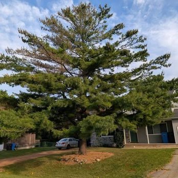 NGM Tree Service - Tree Services Near Me NGM Tree Service - Tree Services Near Me