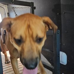 Zoomies Mobile Dog Gym