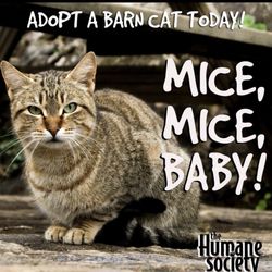 Humane Society of Harrison County - Adopt a barn cat! Keep the rodents away from